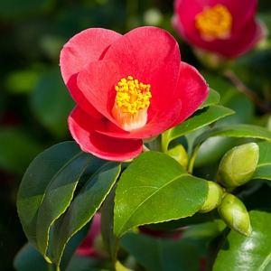 Camellia Yuletide